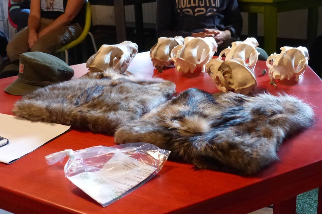 3, 2, 1… les cours de formation pour la première surveillance nationale des loups en Italie ont été lancés - Life Wolfalps EU