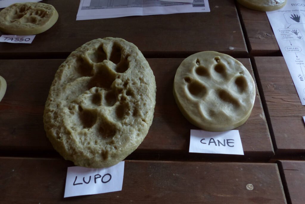 3, 2, 1... al via i corsi di formazione per il primo monitoraggio nazionale del lupo in Italia - Life Wolfalps EU