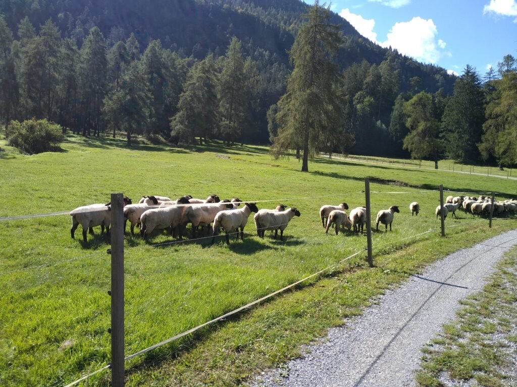 Strokovna ekskurzija v Švico - Life Wolfalps EU