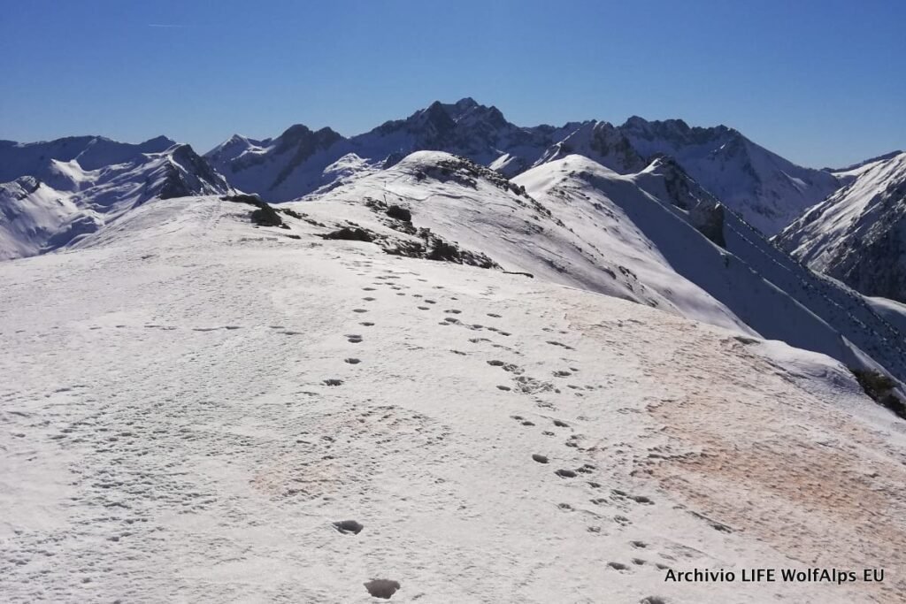 "Phase 1" of the Italian Wolf Monitoring has been concluded - Life Wolfalps EU