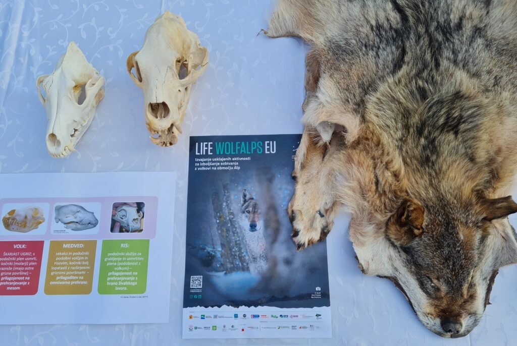 Outdoor workshops for schoolchildren organized in Slovenia - Life Wolfalps EU