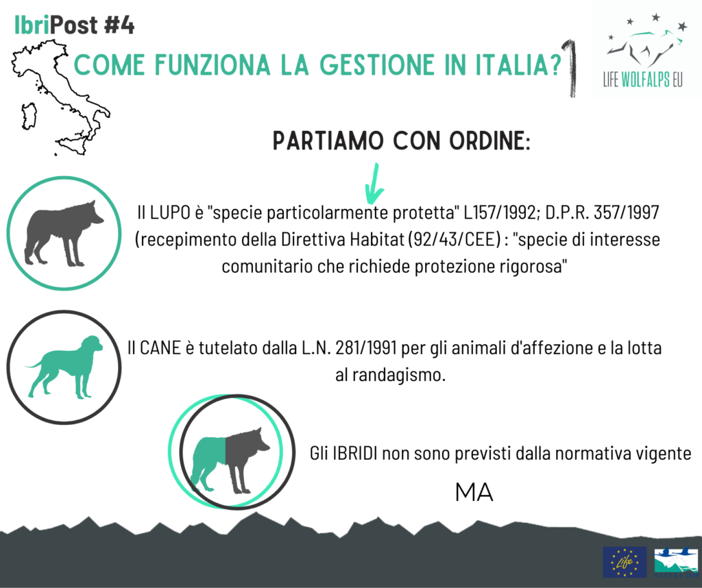 #IbriPOST: cos'è l'ibridazione - Life Wolfalps EU