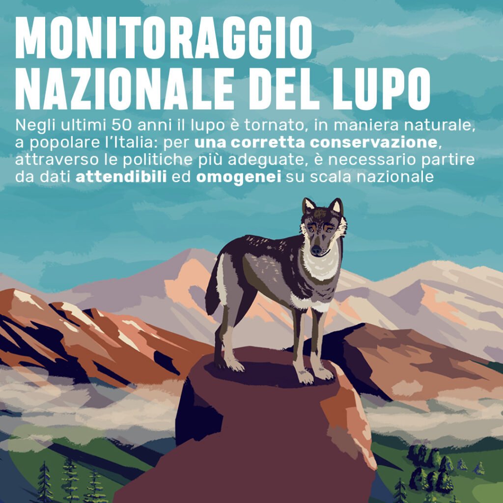 Il monitoraggio nazionale del lupo in un'infografica - Life Wolfalps EU