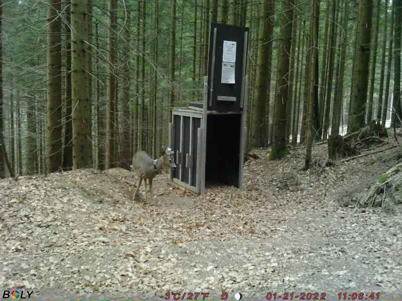 Successful roe deer captures in Slovenia this season - Life Wolfalps EU