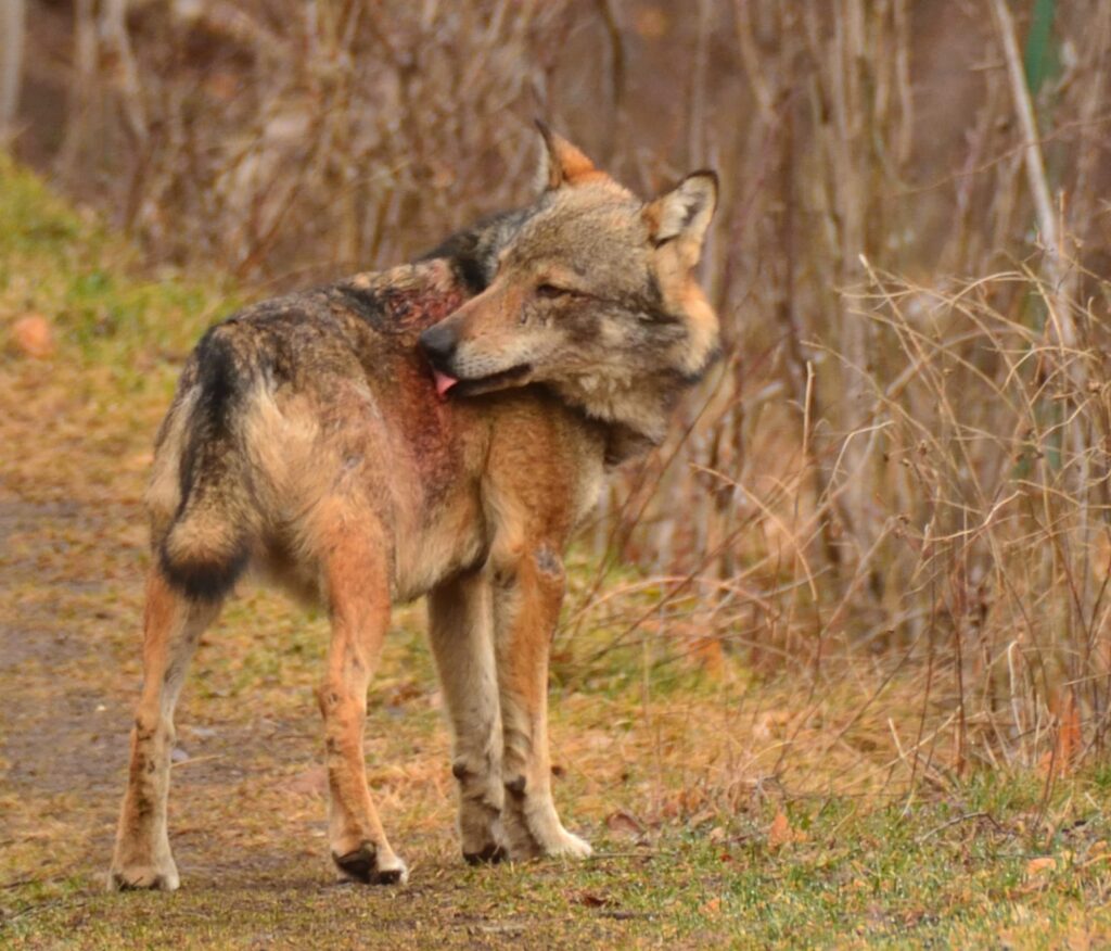 Recuperato un lupo ferito nella zona di Arvier - Life Wolfalps EU