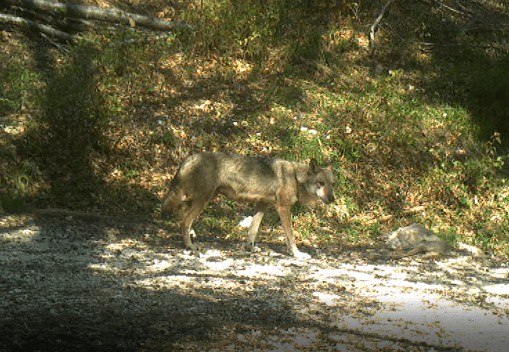Wölfe in Pokljuka - Life Wolfalps EU