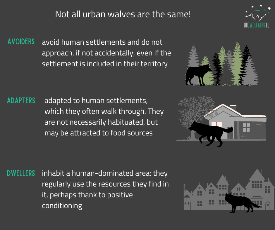 Loups hardis : un résumé de la conférence internationale 2022 - Life Wolfalps EU