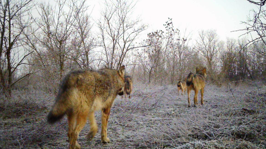 Pourquoi est-il important de savoir ce que mangent les loups ? L'étude sur la première meute de la plaine d'Alessandria - Life Wolfalps EU