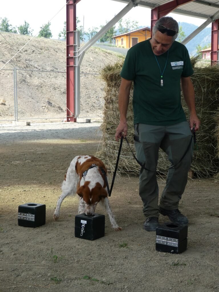 Qu'est-ce qu'un appât empoisonné ? Qu'est-ce qu'un appât empoisonné ? - Life Wolfalps EU