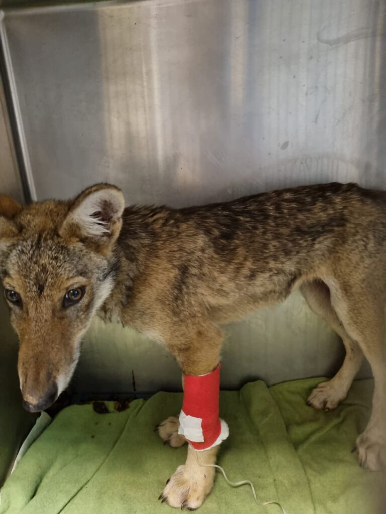 Tornato in natura il cucciolo di lupo trovato ferito e svenuto nei boschi del Canavese (TO), Italia - Life Wolfalps EU