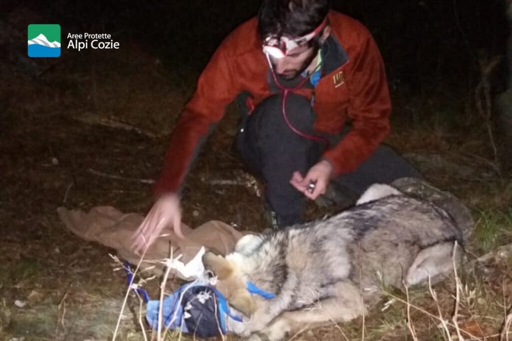 Catturato, infertilizzato e liberato il primo ibrido lupo-cane in Piemonte - Life Wolfalps EU