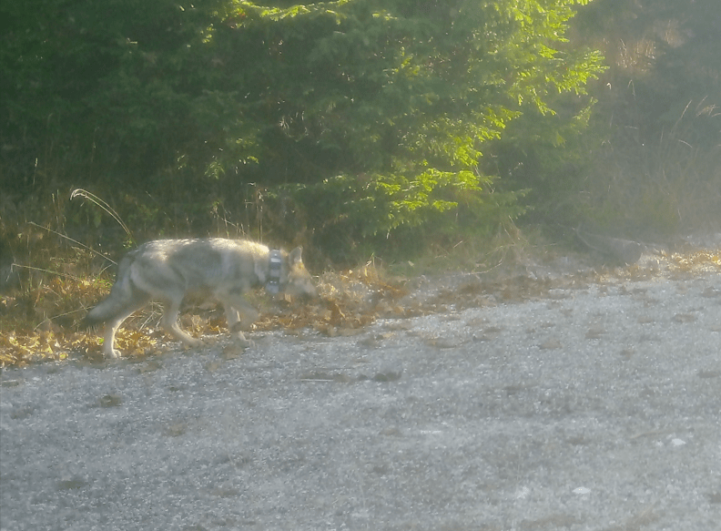 Uspešno namestili GPS telemetrično ovratnico mladi volkulji iz tropa Jelovica - Life Wolfalps EU