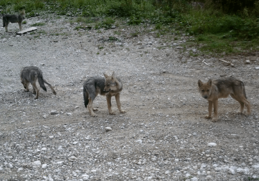 GPS-Telemetriehalsband erfolgreich an einem jungen Wolf aus dem Jelovica-Rudel angebracht - Life Wolfalps EU