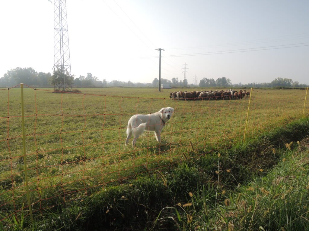 Prévention des attaques de loups : exemples de territoires récemment recolonisés - Life Wolfalps EU