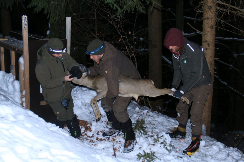 Succès de la dernière saison de capture de chevreuils en Slovénie - Life Wolfalps EU