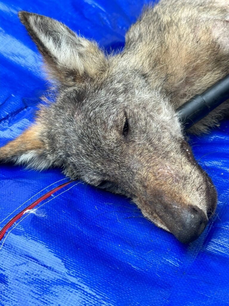 In cura al CRAS il giovane lupo ferito recuperato a Moconesi (GE) - Life Wolfalps EU