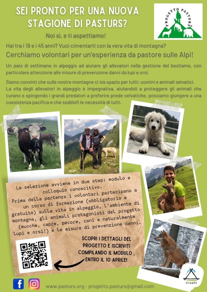 Prevenzione dei danni da lupo al bestiame domestico: un nuovo anno di attività di supporto, formazione, informazione - Life Wolfalps EU