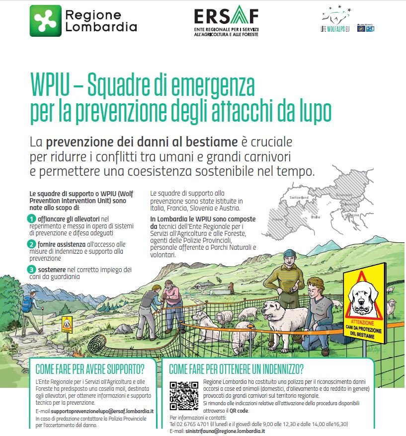 Prevenzione dei danni in Provincia di Sondrio nell'estate 2023 e nuovi fondi di Regione Lombardia - Life Wolfalps EU