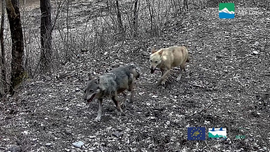 Catturato, sterilizzato e ri-immesso in natura un ibrido lupo-cane nei Parchi delle Alpi Cozie - Life Wolfalps EU