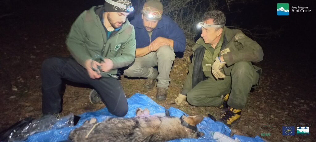 Catturato, sterilizzato e ri-immesso in natura un ibrido lupo-cane nei Parchi delle Alpi Cozie - Life Wolfalps EU