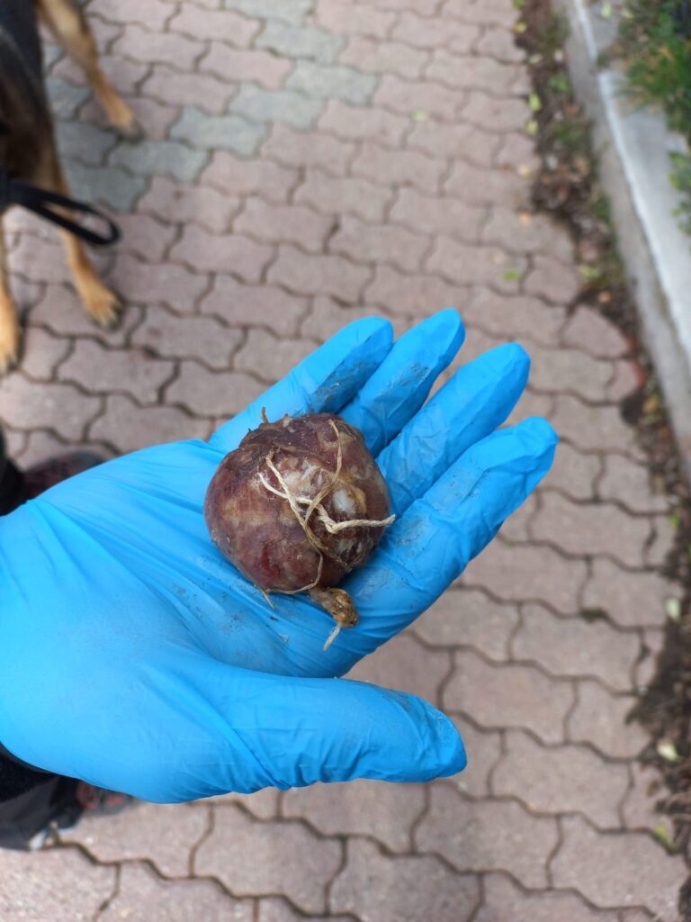 Aggiornamento sulle attività delle Unità Cinofile Antiveleno LWA EU Aggiornamento sulle attività delle Unità Cinofile Antiveleno LWA EU - Life Wolfalps EU