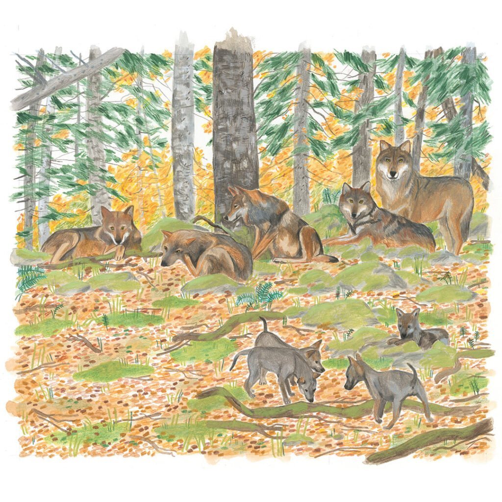 "I lupi delle Alpi", un libro illustrato per conoscere la biologia del lupo "I lupi delle Alpi", un libro illustrato per conoscere la biologia del lupo - Life Wolfalps EU