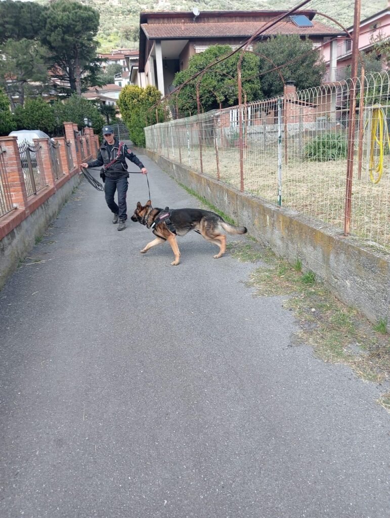 Aggiornamento sulle attività delle Unità Cinofile Antiveleno LWA EU Aggiornamento sulle attività delle Unità Cinofile Antiveleno LWA EU - Life Wolfalps EU