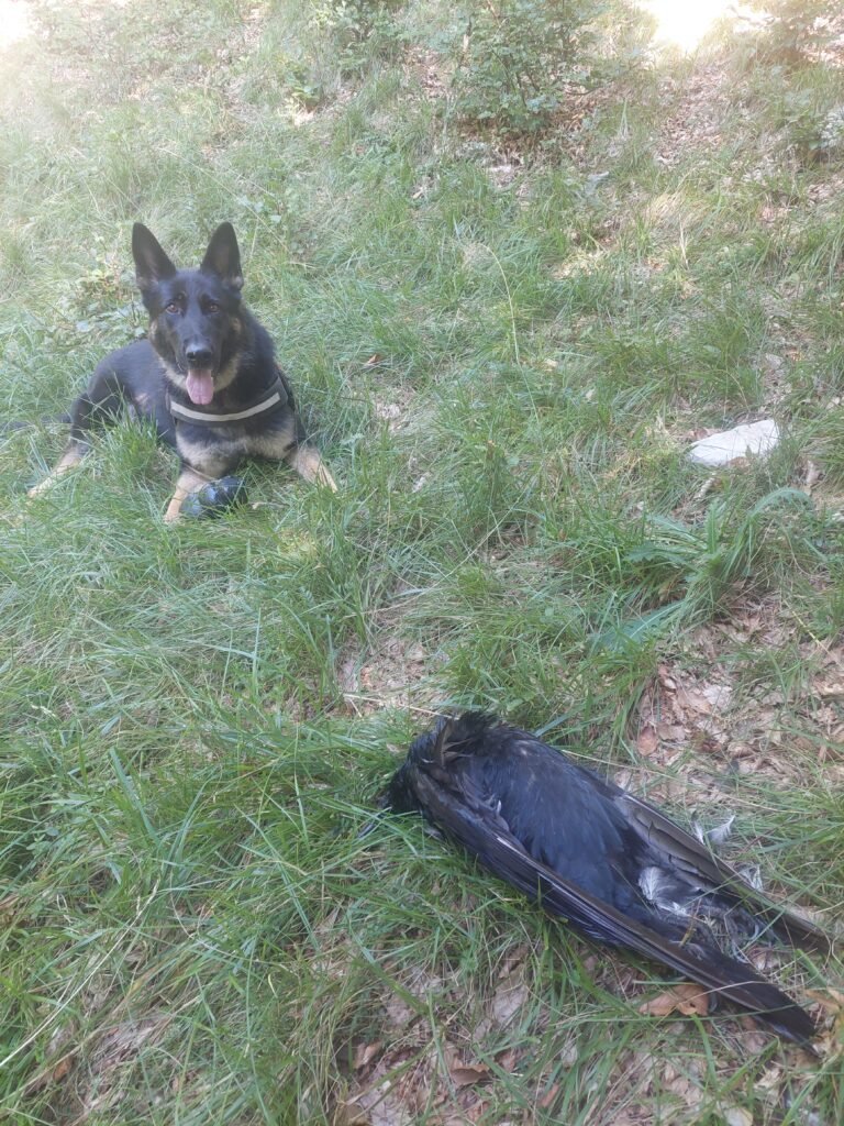 Aggiornamento sulle attività delle Unità Cinofile Antiveleno LWA EU Aggiornamento sulle attività delle Unità Cinofile Antiveleno LWA EU - Life Wolfalps EU