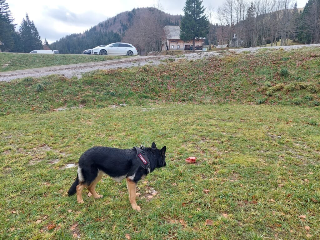 Aggiornamento sulle attività delle Unità Cinofile Antiveleno LWA EU Aggiornamento sulle attività delle Unità Cinofile Antiveleno LWA EU - Life Wolfalps EU