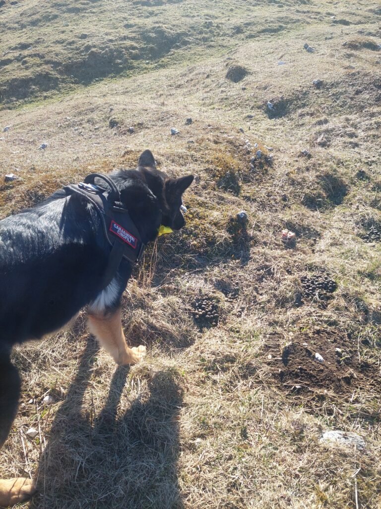 Aggiornamento sulle attività delle Unità Cinofile Antiveleno LWA EU Aggiornamento sulle attività delle Unità Cinofile Antiveleno LWA EU - Life Wolfalps EU