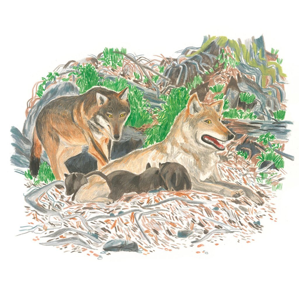 "I lupi delle Alpi", un libro illustrato per conoscere la biologia del lupo "I lupi delle Alpi", un libro illustrato per conoscere la biologia del lupo - Life Wolfalps EU