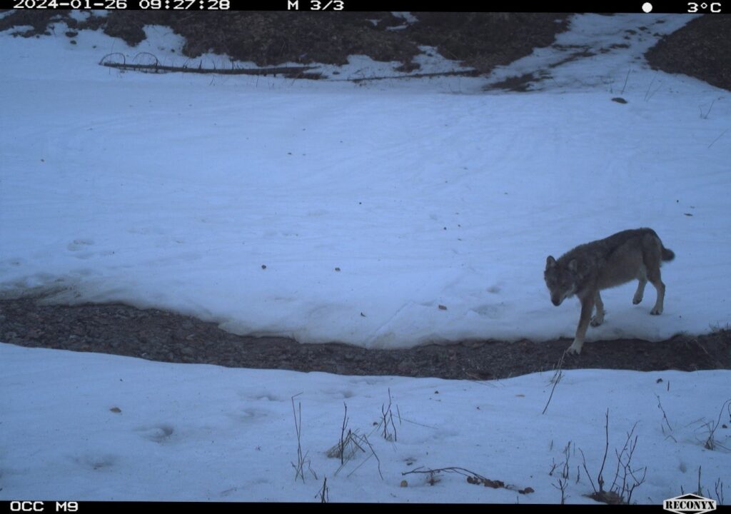Action C3 winter activities in France: Understanding predator-prey dynamics - Life Wolfalps EU