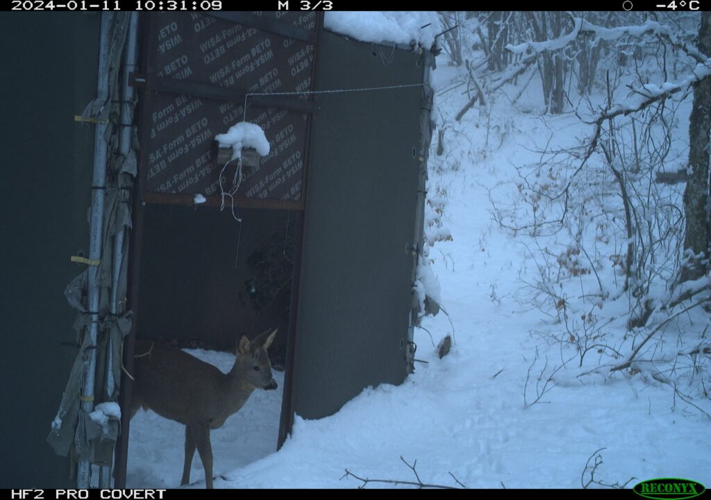 Bilan des activités hivernales de l’action C3 en France : Compréhension de la dynamique prédateur-proie Bilan des activités hivernales de l’action C3 en France : Compréhension de la dynamique prédateur-proie - Life Wolfalps EU
