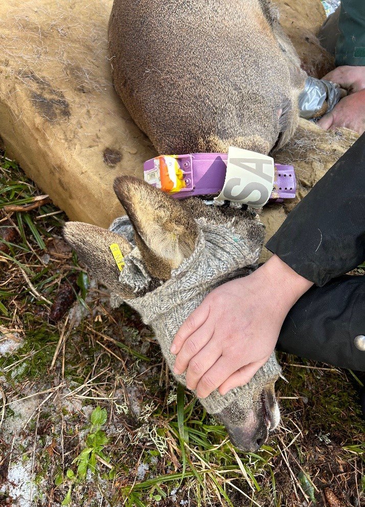 Attività invernali in Francia: Comprendere le dinamiche predatore-preda - Life Wolfalps EU