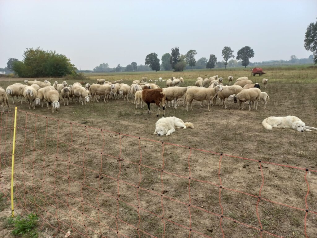 L’attività delle WPIU a supporto del settore zootecnico nel territorio di progetto L’attività delle WPIU a supporto del settore zootecnico nel territorio di progetto - Life Wolfalps EU