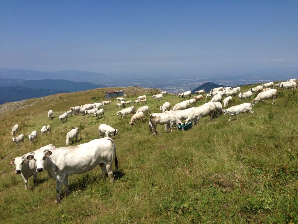 L’attività delle WPIU a supporto del settore zootecnico nel territorio di progetto L’attività delle WPIU a supporto del settore zootecnico nel territorio di progetto - Life Wolfalps EU