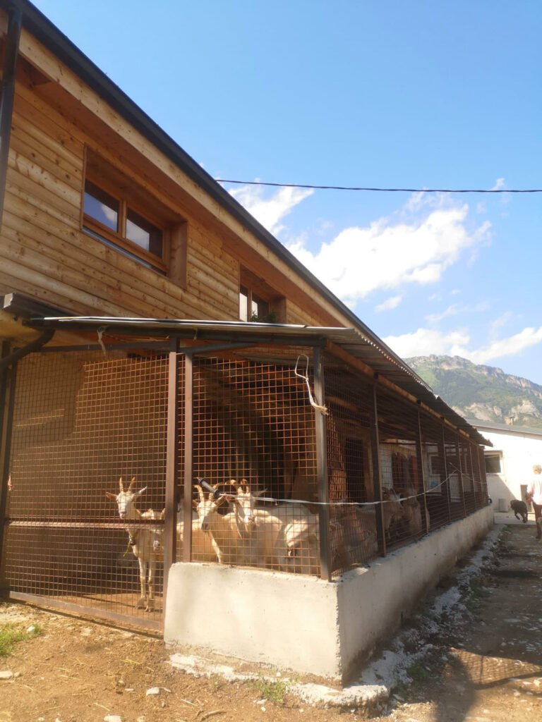 Intervento nella Valle Roya, in Francia, con l'applicazione di collari anti-lupo alle capre Intervento nella Valle Roya, in Francia, con l'applicazione di collari anti-lupo alle capre - Life Wolfalps EU