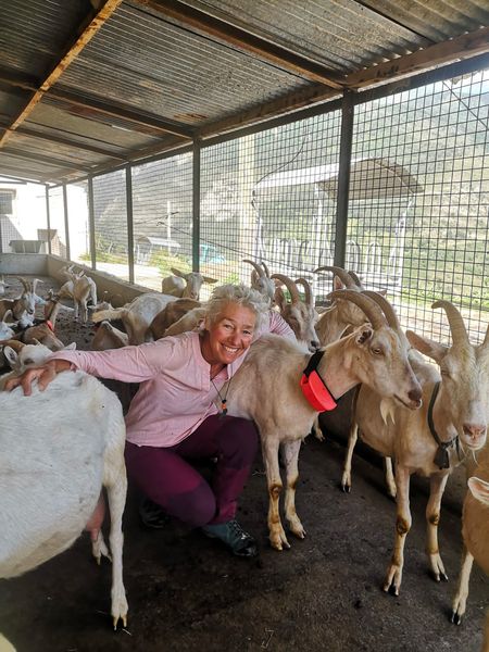 Intervento nella Valle Roya, in Francia, con l'applicazione di collari anti-lupo alle capre Intervento nella Valle Roya, in Francia, con l'applicazione di collari anti-lupo alle capre - Life Wolfalps EU