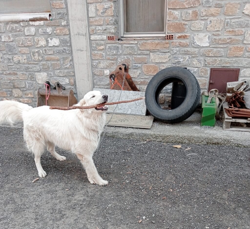 L’attività delle WPIU a supporto del settore zootecnico nel territorio di progetto L’attività delle WPIU a supporto del settore zootecnico nel territorio di progetto - Life Wolfalps EU