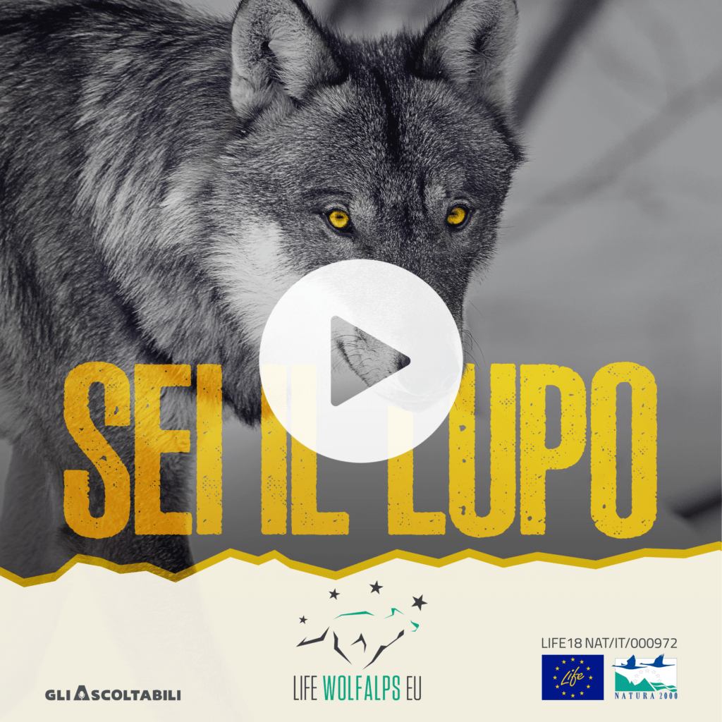 "Sei il lupo" un podcast - fiction per raccontare la biologia del lupo "Sei il lupo" un podcast - fiction per raccontare la biologia del lupo - Life Wolfalps EU