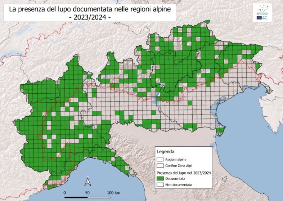 On-line il report aggiornato sulla distribuzione del lupo nelle regioni alpine italiane 2020-2024 - Life Wolfalps EU